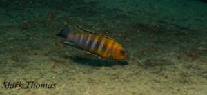 Tropheops sp. 'gracilior nankumba' Domwe Island